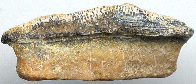Chomatodus sp.