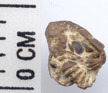 Ditomopyge scitula