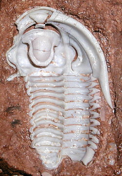 Pudoproetus sp.