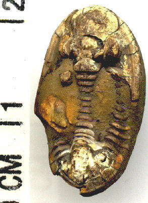Ditomopyge sp.